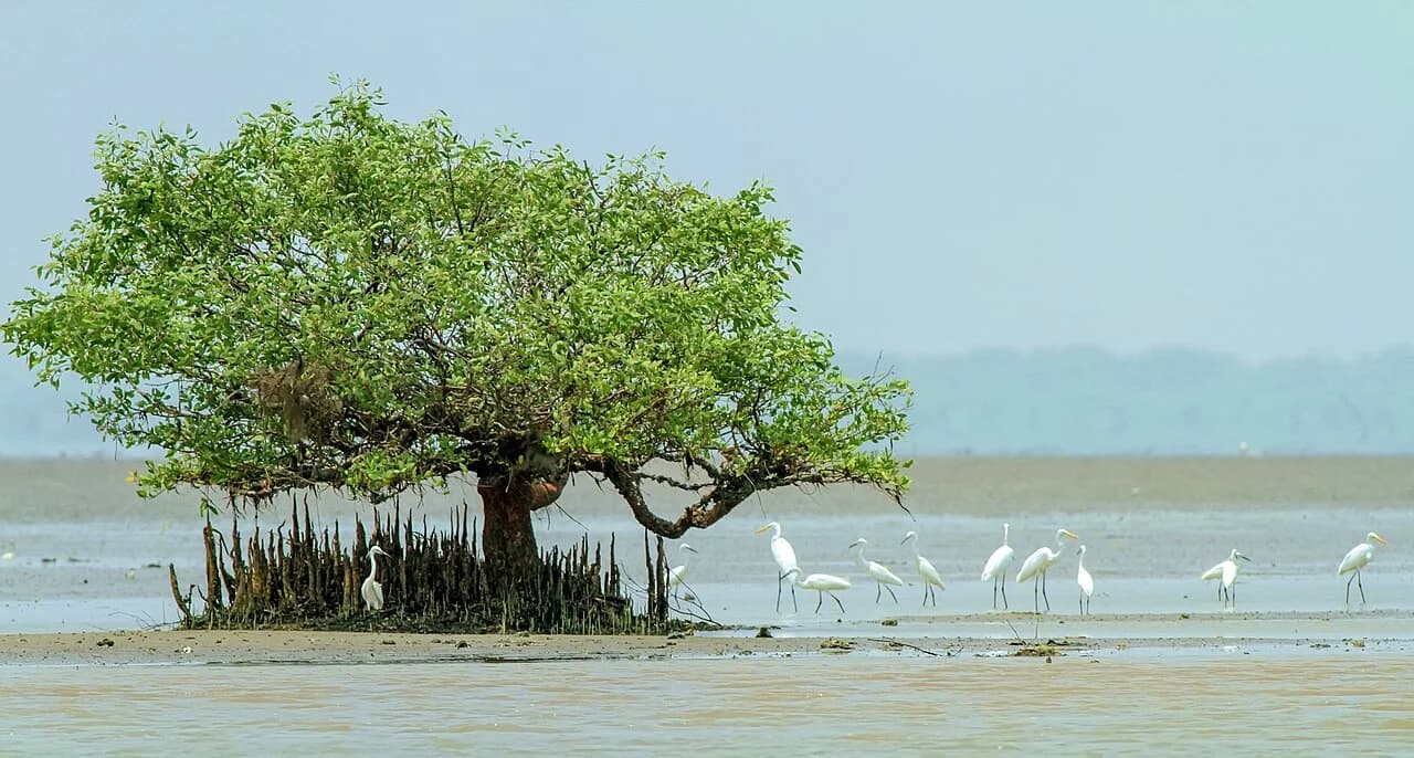 Kakinada · Coringa Mangroves & Hope Island Coast